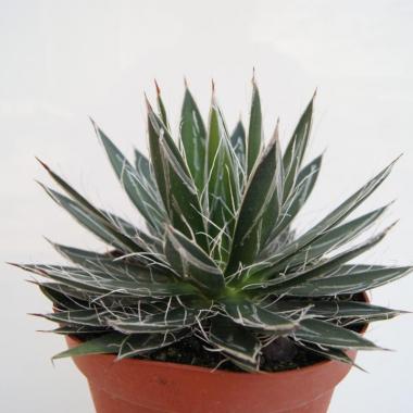 Agave filifera